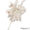 Uniquewise Preserved Real Floral Stems Chic Vase Fillers & Accents for Bouquets Centerpieces & Ornamental Displays Ideal for Home Office Boutique Cafe Resto Bar and Event Decor
